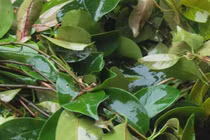 Trước mọc bờ bụi không ai lấy, nay thành đặc sản giá 100.000/kg