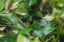 Trước mọc bờ bụi không ai lấy, nay thành đặc sản giá 100.000/kg