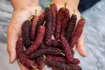 Dân gian mệnh danh thánh quả, có tác dụng chữa bệnh không ngờ