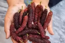 Dân gian mệnh danh thánh quả, có tác dụng chữa bệnh không ngờ