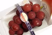 To bằng trái mận mà "chất" ngang 3 chỉ vàng, nhà giàu muốn mua cũng xót