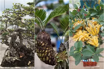 Chán cây cảnh "khủng", đại gia Việt lại chi tiền chơi bonsai tí hon khoe đẳng cấp