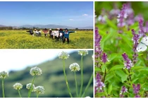 Những cánh đồng rau gia vị đẹp ngẩn ngơ, "hốt" bạc triệu