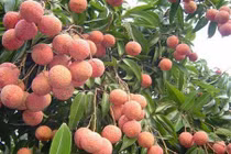 Thăm vườn vải Thanh Hà chín sớm hứa hẹn "hốt" trăm tỷ 