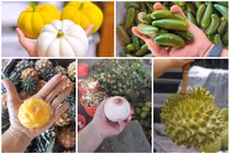 5 loại quả tý hon đi máy bay về Việt Nam... giá "chát" vẫn bán tới tấp