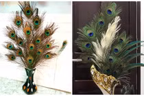 Lông công phong thủy Ấn Độ cầu may bán tràn chợ mạng