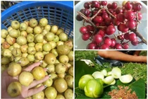 3 loại quả rụng đầy gốc nay là đặc sản “đắt như tôm tươi“