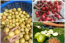 3 loại quả rụng đầy gốc nay là đặc sản “đắt như tôm tươi“