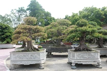 Mục sở thị vườn bonsai cực phẩm của đại gia Thái Nguyên 