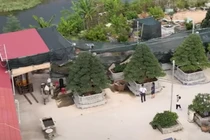 Chiêm ngưỡng 3 cây tùng 40 tỷ đắt đỏ bậc nhất miền Trung 