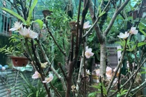 Đào nở sớm giá bạc triệu/cành, chị em Hà thành lùng mua chơi Tết sớm 