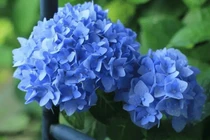 15 ngày tới, 3 con giáp muộn phiền qua đi, tiền tài chính thức bùng nổ 