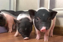 "Mốt" mua lợn cảnh mini tiền triệu làm thú cưng sang chảnh