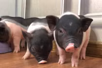 "Mốt" mua lợn cảnh mini tiền triệu làm thú cưng sang chảnh