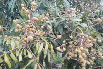 Thích thú nhìn nhãn Hưng Yên sai trĩu, hứa hẹn mùa bội thu