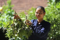 Hái thuê thứ quả đặc sản đen sì, nông dân đút túi tiền triệu