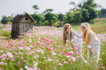 Cúc họa mi “đốn tim” các thiếu nữ Tây, đua nhau thả dáng