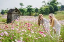 Cúc họa mi “đốn tim” các thiếu nữ Tây, đua nhau thả dáng