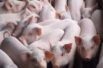 Dịch tả lợn châu Phi hoành hành tại Việt Nam nguy hiểm cỡ nào?