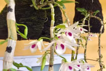 Lan phi điệp 5 cánh trắng giá cả nửa tỷ đồng/cây trồng thế nào?