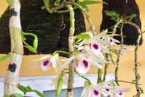 Lan phi điệp 5 cánh trắng giá cả nửa tỷ đồng/cây trồng thế nào?