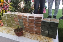 Yêu cầu người bán hoa lan đột biến phải kê khai, nộp thuế