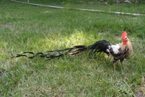 Thú chơi gà cảnh xa xỉ "khoe đẳng cấp" của đại gia Việt