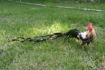 Thú chơi gà cảnh xa xỉ "khoe đẳng cấp" của đại gia Việt