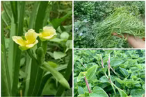 Bất ngờ những loại rau dân dã nay “cháy hàng” khắp phố