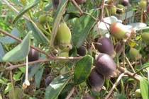 Bị gọi là “điên” khi trồng sim dại, đầu vụ đã thu 20 triệu/ngày