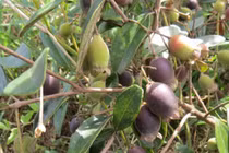 Bị gọi là “điên” khi trồng sim dại, đầu vụ đã thu 20 triệu/ngày