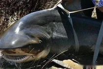 Cá mập nước ngọt mức độ nguy hiểm chỉ đứng sau cá mập trắng lớn