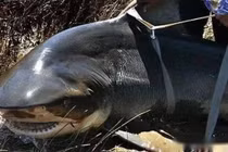 Cá mập nước ngọt mức độ nguy hiểm chỉ đứng sau cá mập trắng lớn