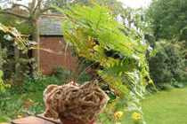 Nhà sáng bừng, xanh mát với những chậu dương xỉ cảnh tuyệt đẹp