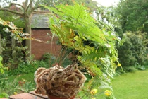 Nhà sáng bừng, xanh mát với những chậu dương xỉ cảnh tuyệt đẹp