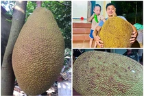 Sửng sốt những trái mít khổng lồ xôn xao thị trường Việt 