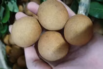 Sự thật "ngất ngây" về 2 giống nhãn độc lạ bà nội trợ Việt săn lùng