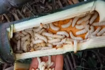 Lạ lùng đặc sản nhìn khiếp vía 500.000 đồng/kg vẫn “cháy hàng“