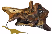 Phát hiện cơ chế hô hấp kỳ lạ của khủng long: Thở thông qua xương