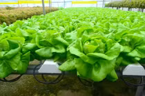 Mỏi mắt ngắm nông trại rau không cần đất thu tiền tỷ 