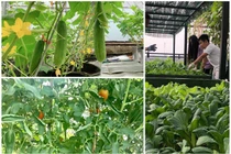 Những vườn rau sân thượng giúp mẹ đảm không cần đi chợ giữa mùa dịch