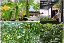 Những vườn rau sân thượng giúp mẹ đảm không cần đi chợ giữa mùa dịch