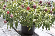 10 loại cây vừa cho ăn trái vừa làm đẹp sân vườn