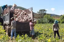 Thảm cảnh bí đỏ rớt giá, còn chưa đến 1.000 đồng/kg