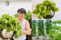 Vườn rau thuỷ canh đủ các loại trong biệt thự của MC Đại Nghĩa