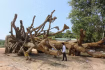 Lộ diện nam thanh niên trẻ tuổi sở hữu 3 cây “quái thú”