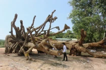 Lộ diện nam thanh niên trẻ tuổi sở hữu 3 cây “quái thú”