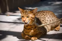 Bóc giá những loài mèo đắt đỏ nhất thế giới 