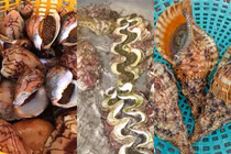 3 loại ốc khổng lồ giá “chát” vẫn hút khách tại Việt Nam