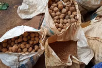 Loạt nông sản TQ đội lốt Đà Lạt chấn động dư luận